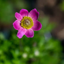 Attēlu rezultāti vaicājumam “Anemone sylvestris”
