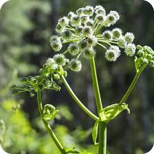 Attēlu rezultāti vaicājumam “Angelica palustris flower”