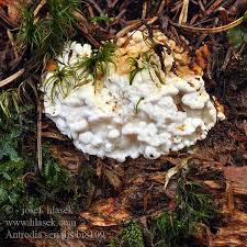 Attēlu rezultāti vaicājumam “Antrodia serialis”