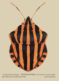 Attēlu rezultāti vaicājumam “Heteroptera”