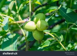 Attēlu rezultāti vaicājumam “Juglans regia fruit”