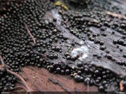 Attēlu rezultāti vaicājumam “Lamproderma violaceum spores”