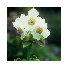 Image result for Meconopsis betonicifolia alba