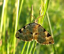 Attēlu rezultāti vaicājumam “Colostygia pectinataria male”