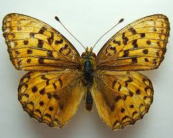 Attēlu rezultāti vaicājumam “Argynnis adippe”