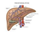 Internal anatomy of the <b>liver</b>