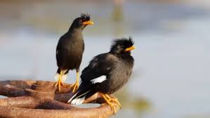 Attēlu rezultāti vaicājumam “Bonasa bonasia eggs”