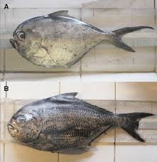 Image result for Eumegistus illustris