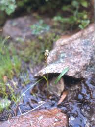 Attēlu rezultāti vaicājumam “Bistorta vivipara”