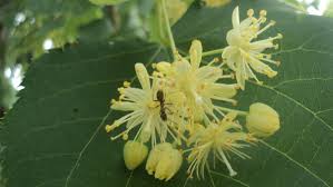 Attēlu rezultāti vaicājumam “Tilia cordata flower”