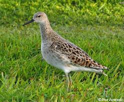 Attēlu rezultāti vaicājumam “Philomachus pugnax”