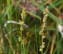 Attēlu rezultāti vaicājumam “Triglochin palustre fruit”