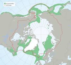 Image result for Reinhardtius hippoglossoides