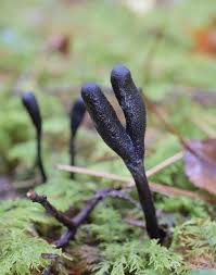 Attēlu rezultāti vaicājumam “Cordyceps ophioglossoides”