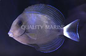 Image result for Acanthurus blochii
