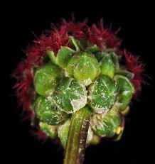 Attēlu rezultāti vaicājumam “Poterium sanguisorba flower”