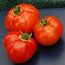 Afbeeldingsresultaat voor earliana tomato