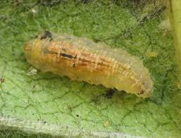 Attēlu rezultāti vaicājumam “Syrphus larva”