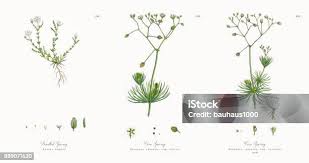 Attēlu rezultāti vaicājumam “Sagina nodosa”