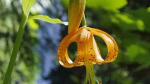 Attēlu rezultāti vaicājumam “Liceaceae”