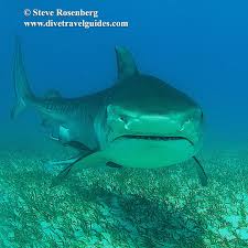 Image result for Galeocerdo cuvier