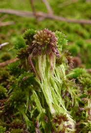 Attēlu rezultāti vaicājumam “Sphagnum capillifolium”