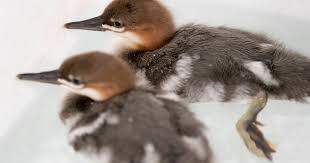 Attēlu rezultāti vaicājumam “Mergus merganser juvenile”