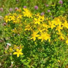 Image result for Hypericum perforatum