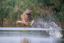 Attēlu rezultāti vaicājumam “Haliaeetus albicilla adult”