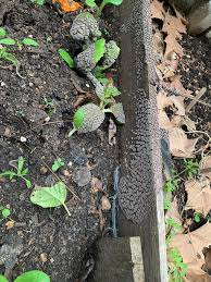 Attēlu rezultāti vaicājumam “Fuligo gyrosa”