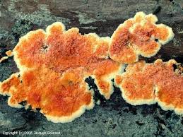 Attēlu rezultāti vaicājumam “Leucogyrophana mollusca”