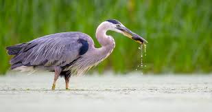 Image result for heron