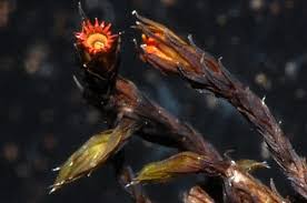 Attēlu rezultāti vaicājumam “Schistidium apocarpum”