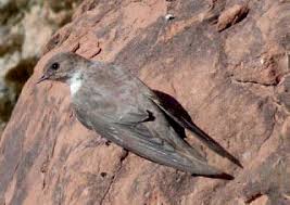 Image result for Ptyonoprogne rupestris