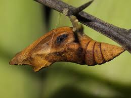 Attēlu rezultāti vaicājumam “Papilionidae”