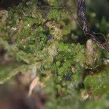 Attēlu rezultāti vaicājumam “Lichenomphalia umbellifera”