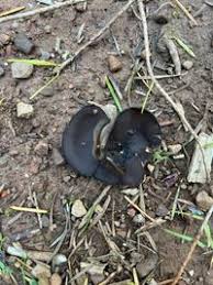 Attēlu rezultāti vaicājumam “Pseudoplectania nigrella”