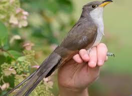 Image result for Coccyzus americanus