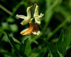 Attēlu rezultāti vaicājumam “Lathyrus laevigatus”