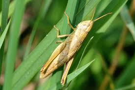 Attēlu rezultāti vaicājumam “Chrysochraon dispar”