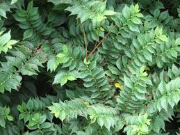 Attēlu rezultāti vaicājumam “Ulmus x hollandica leaf”