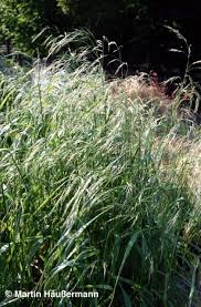 Attēlu rezultāti vaicājumam “Festuca gigantea”