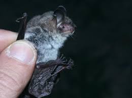 Attēlu rezultāti vaicājumam “Myotis nattereri”