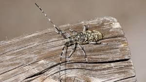 Attēlu rezultāti vaicājumam “Monochamus sutor”