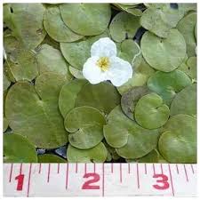 Attēlu rezultāti vaicājumam “Hydrocharis morsus-ranae leaf”