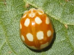 Attēlu rezultāti vaicājumam “Calvia decemguttata”