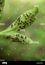 Attēlu rezultāti vaicājumam “Tranzschelia anemones”