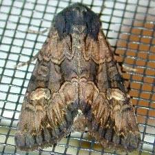 Attēlu rezultāti vaicājumam “Apamea ophiogramma”