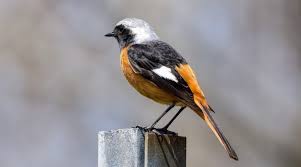 Image result for Monticola saxatilis