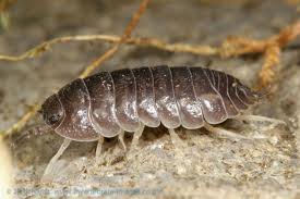 Attēlu rezultāti vaicājumam “Lycogala convexum”